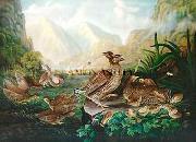 Robert Havell Jr Prints Pinnated Grouse china oil painting reproduction